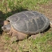 snapping turtle 2