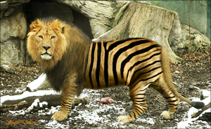 zebra leeuw