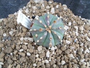 astrophytum capricorna v. nudum