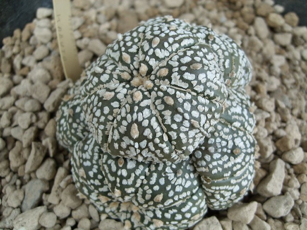 astrophytum  super kabuto