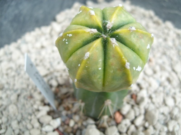 Astrophytum ast. variegata 1