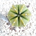 Astrophytum ast.variegata