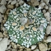 Astrophytum asterias cv superkabuto x myriostigma
