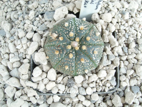 Astrophytum asterias cv takeo