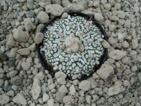 Astrophytum asterias cv. super kabuto 3