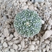 Astrophytum asterias cv.Hanazona