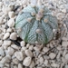 Astrophytum asterias cv.super kabuto x capricorne 1
