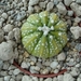 Astrophytum asterias hybr.variegata