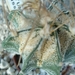 Astrophytum capricorne v.crassispinoides