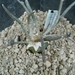 astrophytum caput - medusae