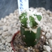 astrophytum lion cv.hamakago-fukuruyo