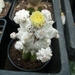 astrophytum lotusland
