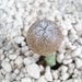 Astrophytum myriostigma cv onzuka patat