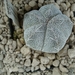 Astrophytum myriostigma cv. onzuka  7