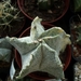 astrophytum myriostigma cv. suzanani