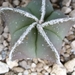Astrophytum myriostigma cv.heikiran ginsha