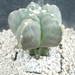 Astrophytum nudum kikko 1