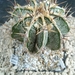 Astrophytum ornatum fukuruyu