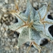 Astrophytum ornatum v. mirbellii