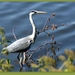 Blauwe Reiger