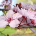 de tere bloemetjes van de Prunus