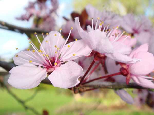 de tere bloemetjes van de Prunus