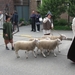 Hoegaarde-Meldert Sint-Ermelindus processie 2011 027