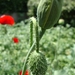 papaver in knop