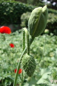 papaver in knop