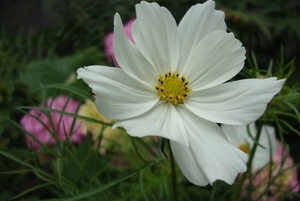 witte cosmos