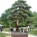 bonsai japanse tuin 002