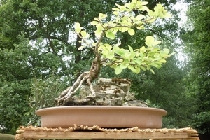 bonsai japanse tuin 003