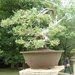 bonsai japanse tuin 004