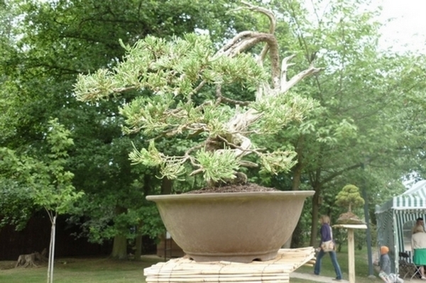 bonsai japanse tuin 004