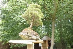 bonsai japanse tuin 005