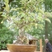 bonsai japanse tuin 006