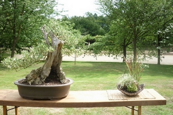 bonsai japanse tuin 010