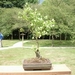 bonsai japanse tuin 012