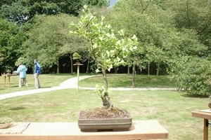 bonsai japanse tuin 012