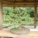bonsai japanse tuin 013