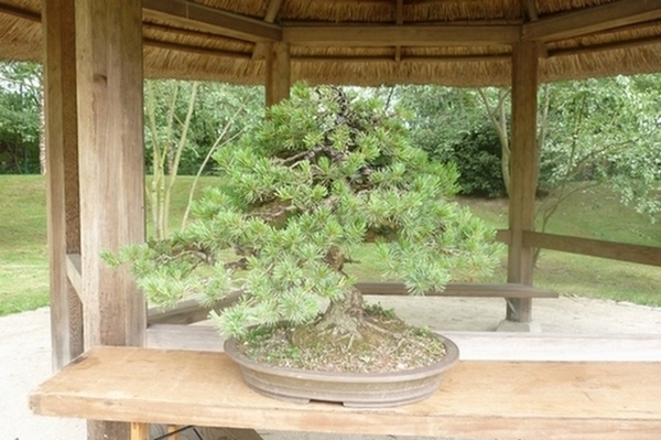 bonsai japanse tuin 013