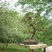 bonsai japanse tuin 014