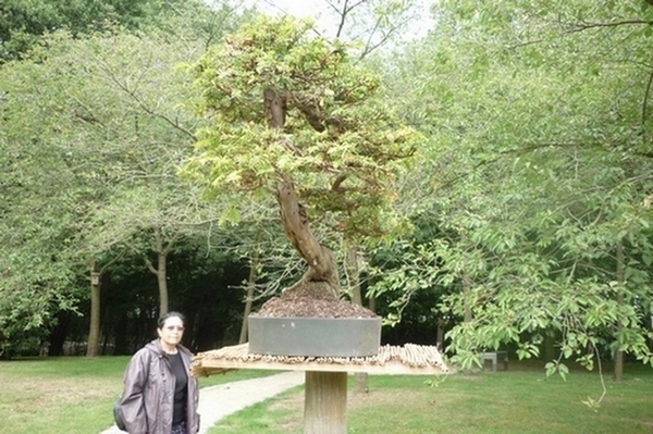bonsai japanse tuin 015