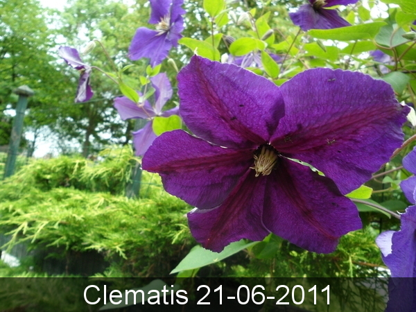 Clematis 21-06-2011
