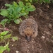 egel in de tuin 23 10 2007 002