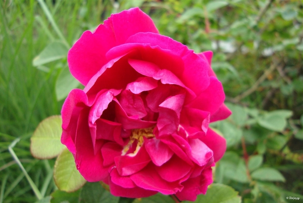 rosa de lahaye