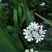 orlaya grandiflora