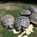 100_2096 landschildpadjes