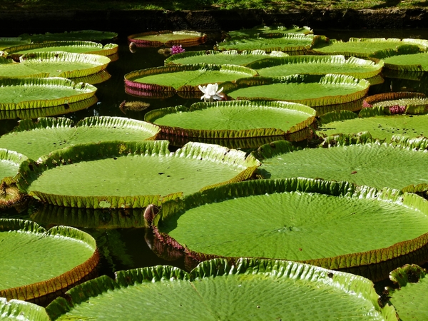 reuze waterlelies