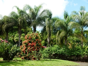 diverse palmen en planten